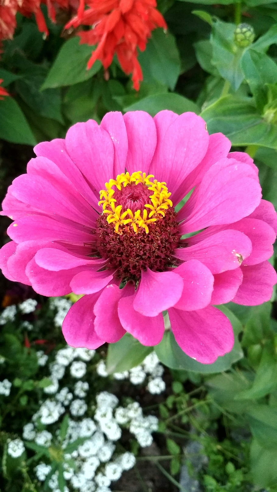 ピンク、 花の背景、 美しい花、 花、 春、 自然、 花の壁紙、 愛、 フローラ、 瞑想、 ロマンチック