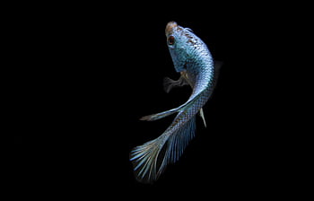 pez, pez Betta, pescado azul, animal, escamas, pez ornamental, naturaleza, nadando, macro, fondo negro