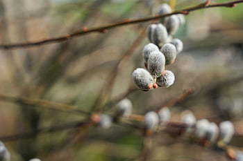 willow catkin, pastvina, jaro, jehnědy, v neděli, jarní probuzení, kotě, načechraný, ochlupený, willow catkins, kožešinový