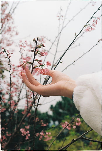 žena ruku, Blooming Tree Branch, třešňové květy, jarní zahrada, jemný dotek, klidné scény, detail, růžové květy, Příroda, venkovní, sezóna