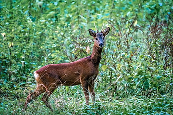 rusa, hutan, margasatwa, alam, hewan, habitat, coklat, bulu, tanduk, mamalia, permainan