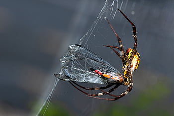spider, dragonfly, macro, insect, web, spider Web, cobweb, nature, trap, macro Photo, macro Insect