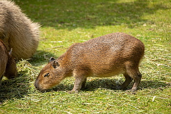 capibara, fauna, animali, natura, zoo