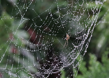 spider, arachnid, spider Web, cobweb, web, orb, weaver, insect, bug, arachnophobia, nature