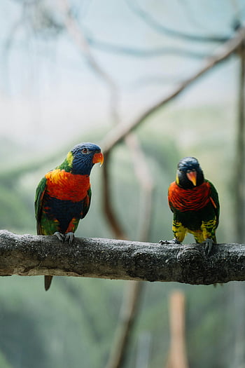 colorful parrots, rainbow lorikeets, tree branch, vivid plumage, two parrots, perched birds, nature photography, wildlife image, tropical birds, bird photography, colorful birds