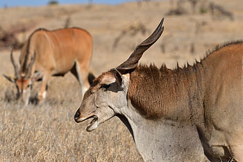 common Eland, eland, southern Eland, eland Antelope, animal, kenya, africa, wildlife, mammal, nature, taurotragus Oryx