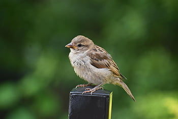 pták, Vrabec, ornitologie, druh, fauna, ptačí, zvíře, volně žijících živočichů, zobák, Příroda, peří