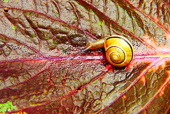 wstężyk Huntsman, snail, plant, leaf, color, beautiful, alive, summer, animals, nature, outside