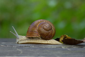 hlemýžď, shell, zvíře, plži, měkkýš, Příroda, makro, detailní