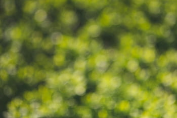 green bokeh, nature background, blurred green, natural light, soft focus, green circles, outdoor scene, abstract green, bokeh effect, green foliage, green blur
