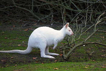 valabi, kanguru, memeli, keseli, fauna, macropus, albino, beyaz