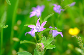 campanula, viola, erba, Famiglia Bluebell, fiorire, fioritura, natura, primavera, fiore appuntito