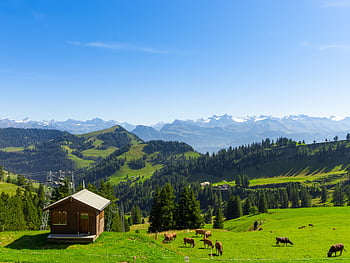 switzerland, cows, cow, alpine, mountains, nature, pasture, meadow, cattle, livestock, landscape