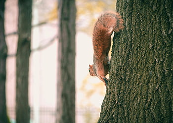 brown squirrel, black tree, climbing squirrel, tree trunk, Cleveland park, close-up, wildlife, nature, outdoor, animal, forest