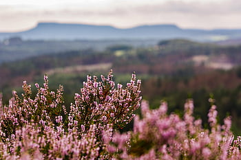 Calluna vulgaris, Blomstrende lyng, Fjernt landskab, naturens ro, felt blomster, rolig udsigt, lilla blomster, naturlige skønhed, landskab landskab, Blomsterlandskab, fredeligt landskab