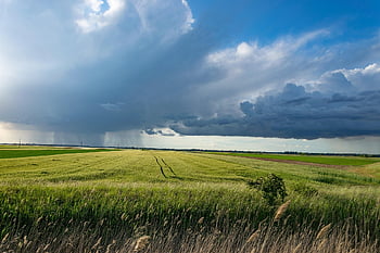 bouřka, pšeničné pole, Příroda, mraky, nebe, zemědělství