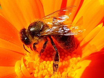 insecto, abeja, hermosas flores, miel, polen, papel tapiz de flores, naturaleza, flor, jardín, néctar, primavera