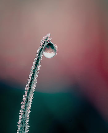 dewdrop, water, macro, drop, frost, winter, cold, ice, nature, plant, bokeh