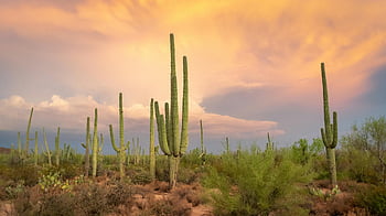 Saguaro Cacti, tramonto vibrante, deserto di sonora, Arizona, cactus verde, terreno marrone, paesaggio desertico, cactus silhouette, piante del deserto, scenario del deserto, cielo al tramonto