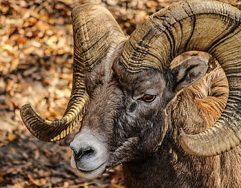 Rocky Mountain Bighorn Sheep, majestic horns, natural setting, detailed close-up, black and brown ram, animal photography, wildlife image, horned sheep, outdoor nature, bighorn sheep, animal portrait