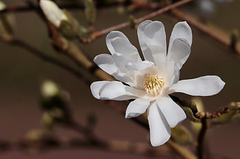 stella magnolia, magnolia stellata, germoglio, Legno ornamentale, fiorire, fioritura, petali, arbusto ornamentale, Legno decorativo