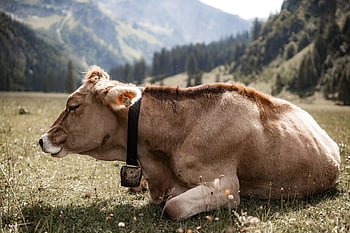 simmental Cattle, cow, beef, livestock, cattle, cow Bell, lying Down, agriculture, pasture, meadow, nature