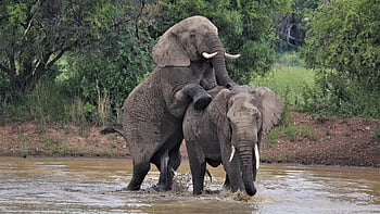 elefanti africani, approccio, zanne, insieme, rituale d'accoppiamento, corteggiamento, tronchi, avorio, in via di estinzione, Pilanesberg, Sud Africa