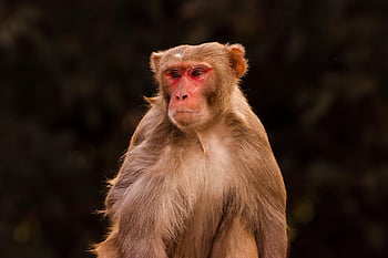 monkey, macaque, animal, primate, mammal, wildlife, fur, wild, fauna, zoo, jungle