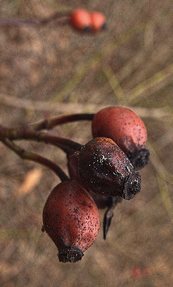 rose Hips, fruits, dried, plant, withered, rose Hip Berries, dog Rose, wild Rose, nature, rosa Canina