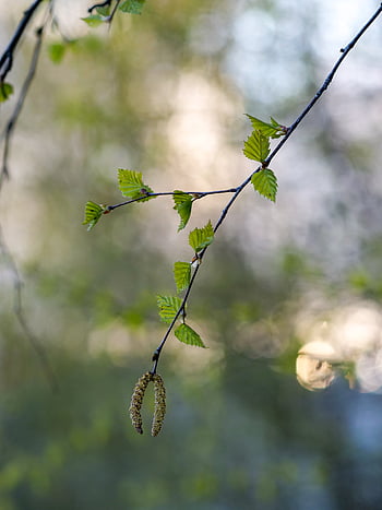 Baum, Ast, Natur, Knospe, Hintergrund, frisch, natürlich, Jahreszeit, Frühling, Frische, Schönheit
