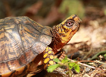 scatola tartaruga, tartaruga, animale, natura, rettile, conchiglia, lento