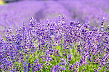 lavenders, flowers, lavender Field, blossom, bloom, plants, fragrance, purple Flowers, inflorescence, flower Wallpaper, beautiful Flowers