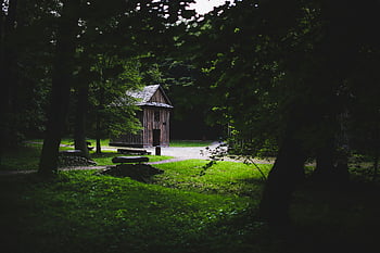 wooden building, forest, rustic wooden hut, lush greenery, peaceful forest, wooden hut, greenery, forest setting, rustic building, natural setting, serene environment