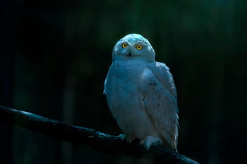 Harfang des neiges, hibou, oiseau, animal, bubo scandiacus, oiseau de proie, rapace, faune, prédateur, plumage, le bec