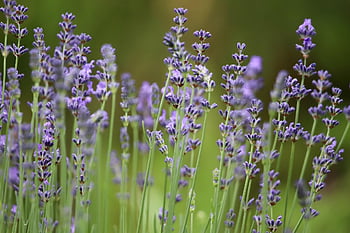 lavender, lavender Flowers, lavender Field, inflorescences, purple Flowers, medicinal Herb, fragrance