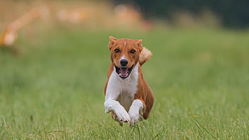 dog, running, beautiful, field, animal, pet, happy, friendly, active, athletic, competition