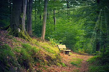 cesta, les, banka, klid, lesní cesta, Příroda, túra, krajina, stezka, stromy, dřevo