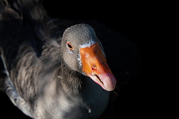 husa, pták, greylag goose, zvíře, domácí husa, drůbež, vodní pták, Příroda, zblízka, peří, účtovat