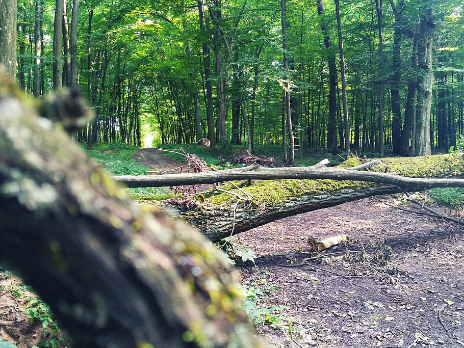 lesní cesta, svěží zeleň, padlý strom, strom pokrytý mechem, uklidňující les, přírodní scenérie, klidný les, zelený les, lesní krajina