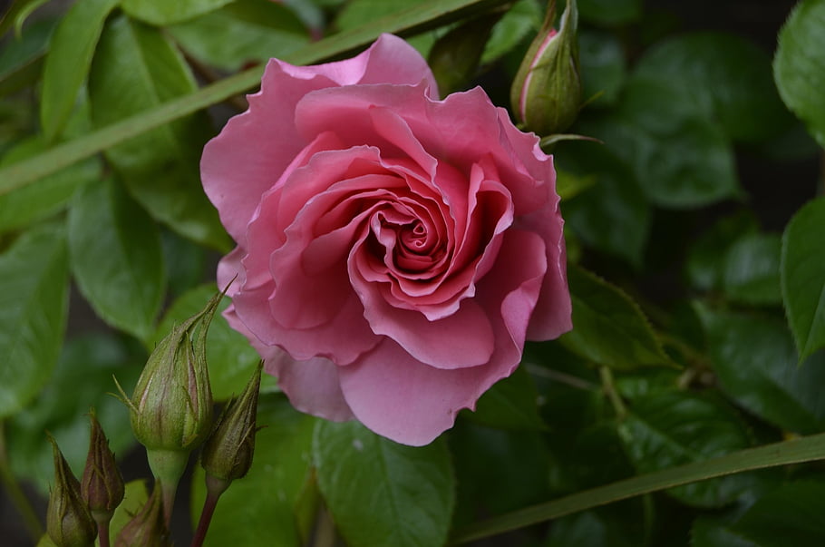 růže, floribunda, květinový, květ, pupeny, romantický, krásné květiny, růže květina, Příroda, milovat, květinové tapety