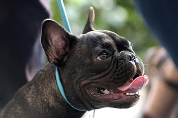 animado, Cachorro feliz, aula de cachorro, treinamento canino, fofa, cachorro, animal, buldogue, buldogue francês, frenchie