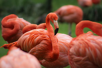flamingo, bird, plumage, feathers, water Bird, wildlife, exotic, legs, long Jibe, tropical, elegance
