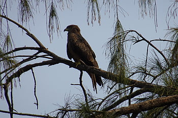 lintu, leija, puu, musta leija, milvus migrans, luonto, petolintu, Accipitridae, päivittäinen, Päivällinen Raptor, Raptor