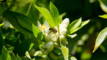 pszczoła, kwiat tło, kwiat pomarańczy, praca, wiosna, pyłek, kwiat, ogród, kochanie, piękne kwiaty, Natura