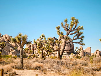 Joshua Trees, desert, California, Joshua Tree National Park, iconic, environment, landscape, rocks, natural, outdoor, exploration