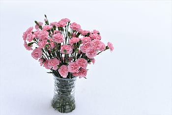 carnation, flowers, pink, on Snow, white, bloom, banquet