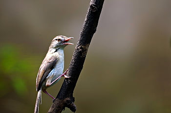 passerine pták, pták, zvíře, fauna, Příroda, volně žijících živočichů, passerine