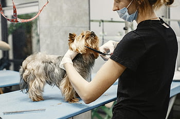 woman grooming dog, Yorkshire Terrier, pet salon, experienced groomer, dog trimming, pet care, dog grooming, pet services, professional grooming, small dog, pet health