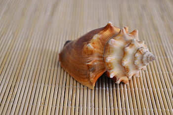 shell, sea, conch, wood, nature, ocean, animal, empty, decoration