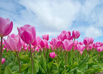 pink tulips, blooming tulips, pink flowers, blue sky, scenic view, tulip field, spring flowers, outdoor flowers, floral landscape, nature photography, vibrant colors